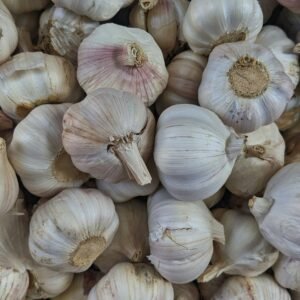 Garlic