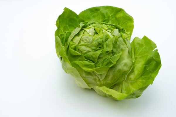 Cabbage